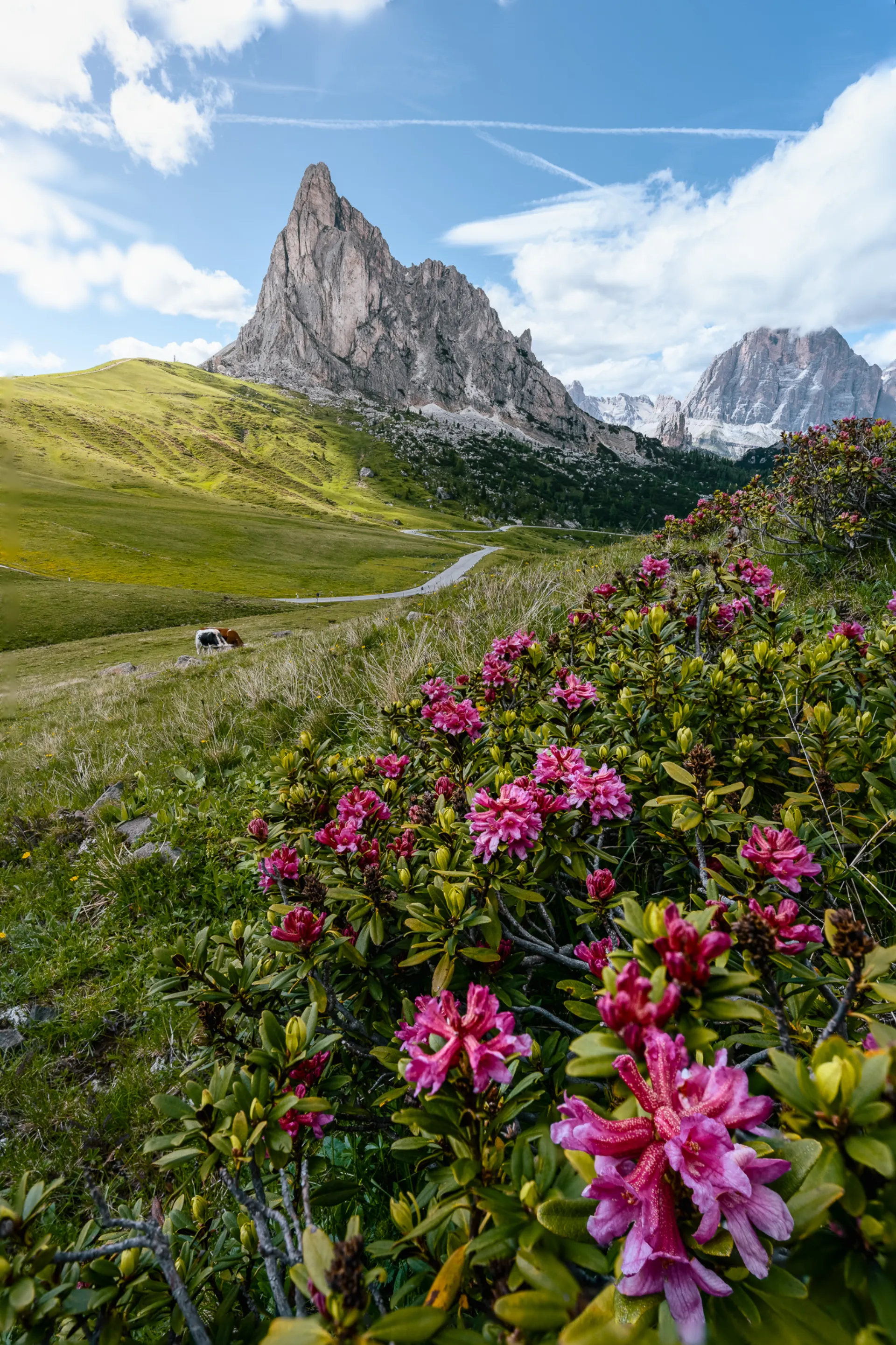 Fleurs d'alpage dans les Dolomites